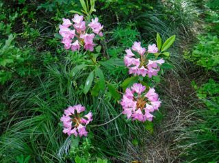 A still blooming Pacific Rhododendron