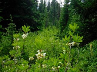 White Rhododendron and huckleberry field