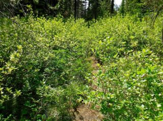 You have a trail then you have brush to push through