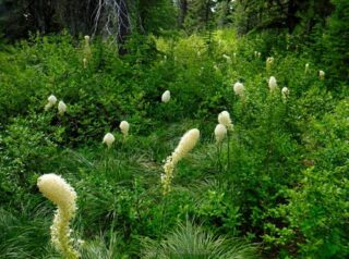 It was a good bear grass year