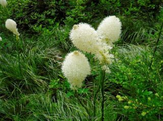 Bear Grass a long the trail