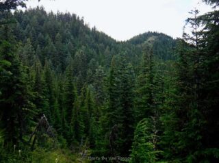 ZigZag Mt. East not my destination today