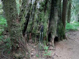 My hiking poles against a trunk give a size idea of the ancient forest that was here