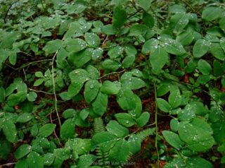 The dew was heavy on all of the brush
