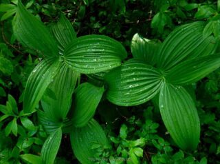 Very wet Indian Hellebore