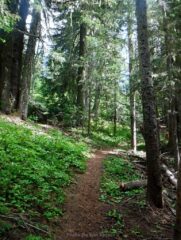 On the Paradise Park Trail