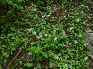 Avalanche Lilies were weighted down by the dew