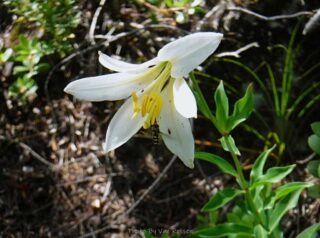 Cascade Lily with a little bee friend