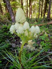 A special find a multiple flowering head of Bear Grass