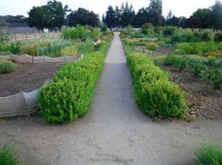 It varies every year what they grow