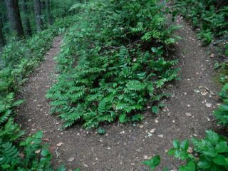 Eleven sets of switchback before you make the ridge