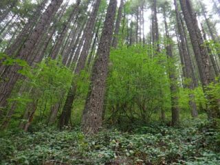 Hiking in a second growth mature forest