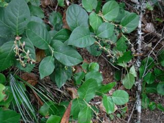 The trail started out being lined by Salal berry