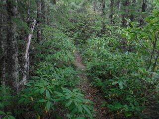 At about 3000 ft. elev. Rhododendrons became dominant