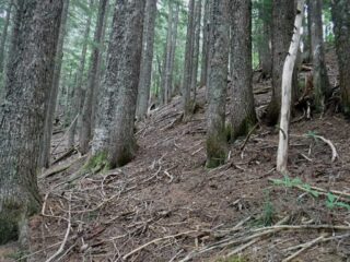 Areas the tree canopy got thick and there was no understory