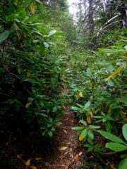 Places the Rhodies were taking over the trail