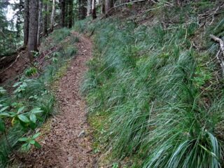 Beargrass came in with a little more elevation