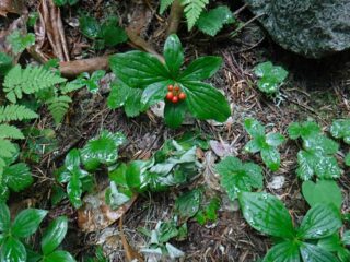 At spot bunchberry's had their berries