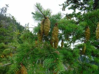 Doug fir with mouse tail cones