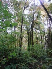 SpringValley_DSCF4939