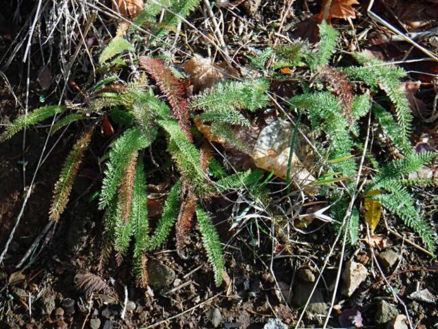 IndianPoint_DSCF5509