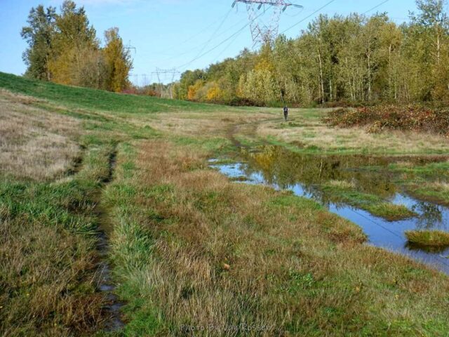 Trail below the levy is greening up and flooding
