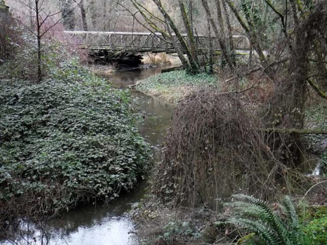 Looking out from under the freeway bridge the area is rewilding