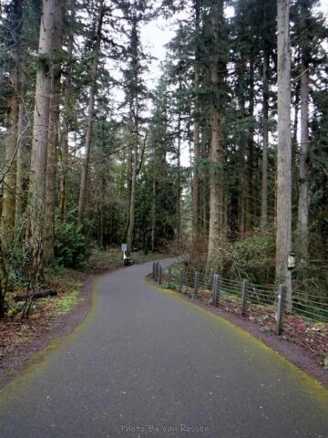 A grove of more mature trees
