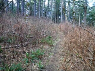 This doesn't look like a road bed anymore