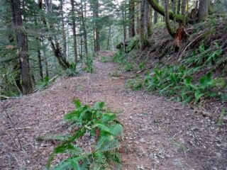 I took my normal route on the old road bed