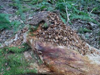 Fragments of pine cones at a squirrel eating spot