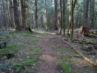 The new trail goes through some nice maturing forest