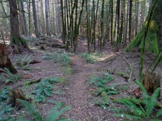 Easy decent in some quit woods