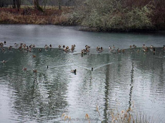 SalmonCreek_DSCF6803