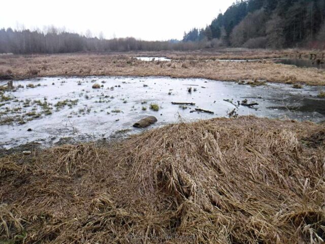 SalmonCreek_DSCF6845