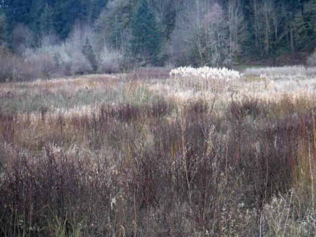 SalmonCreek_DSCF6848