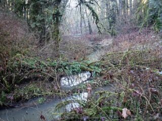 Very slow moving stream