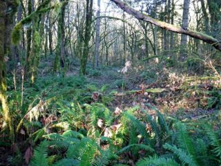 Most recovering forest vegetation