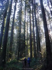 Walking through some older tall trees