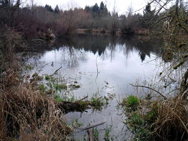 I found a nice ponds when I went off trail