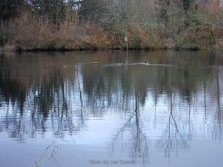 The pond had some wintering over ducks and geese