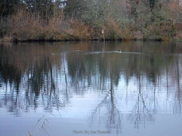 The pond had some wintering over ducks and geese