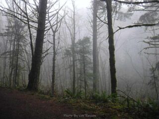 The fog does give the bare trees a mood.