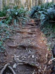 The trail shows a lot of water erosion