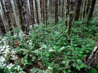 I took a side trail that was little used back down