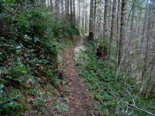 Back down to the Wilson River Trail and heading for my car