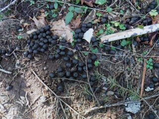 Deer scat show others use the trail