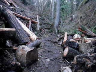 A lot of big logs had to be cut and moved