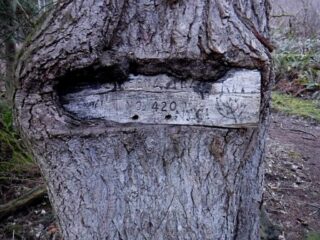 The tree is eating the direction sign