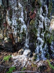 Sap from the tree trying to heal itself